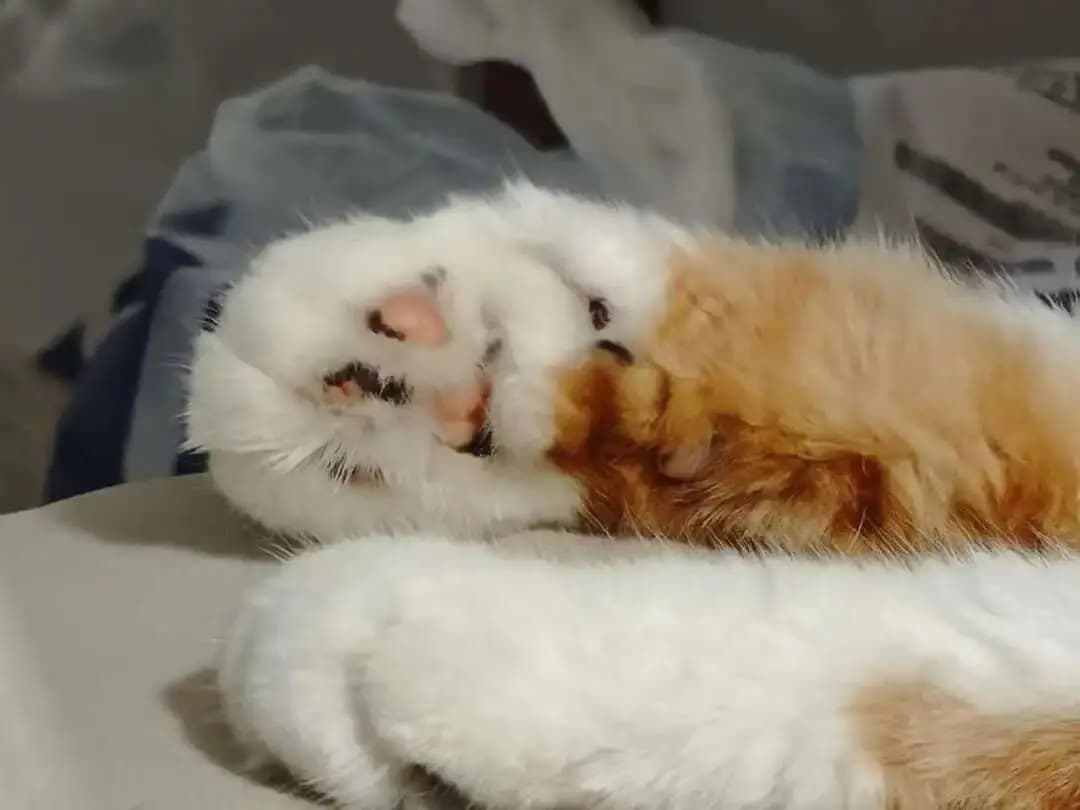 《猫呜地理》猫咪主题插画