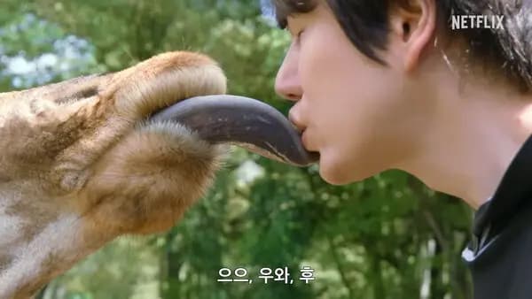 长颈鹿伸出舌头与圭贤互动