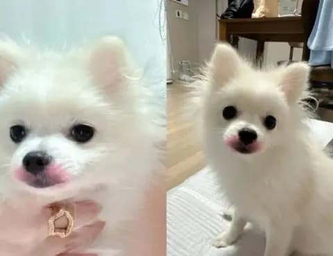 朴春上传狗狗口红照片