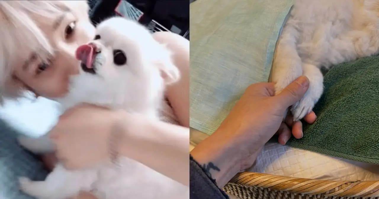 毛孩「Melo」驟逝,Super Junior藝聲道別:再見的話,換我跑過去抱住你