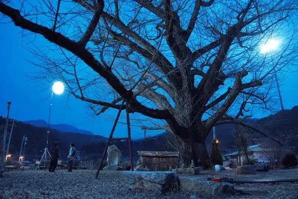 《咒你》片中诡异树木场景的照片